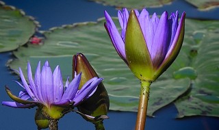 彩色铅笔画教程 教你使用彩色铅笔画一片莲花池