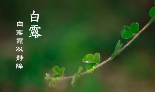 白露节气为什么吃龙眼 白露节气怎么要吃龙眼呢