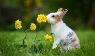 秋冬季节适合养兔子吗 秋季如何养好种兔
