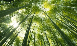 家里养的竹子叫什么 家里养的竹子叫什么名字