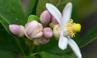 柠檬在室内需要对花吗 柠檬花适合室内吗